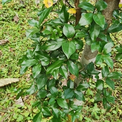 Diospyros cathayensis