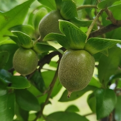 Diospyros cathayensis
