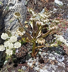 Hymenolaena candollei