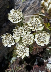 Hymenolaena candollei