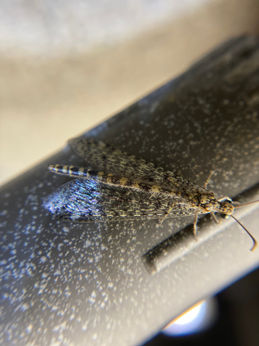iNaturalist observation photo of Sacken's Antlion