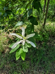 Bauhinia forficata