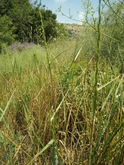 Thinopyrum intermedium intermedium