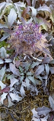Saussurea simpsoniana