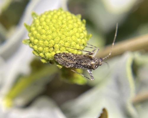 iNaturalist observation photo of Phytocoris