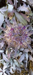 Saussurea simpsoniana
