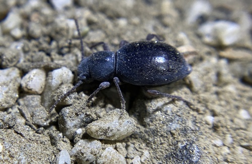 iNaturalist observation photo of Triorophus