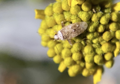 iNaturalist observation photo of Parthenicus