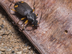 Chlaenius flaviguttatus