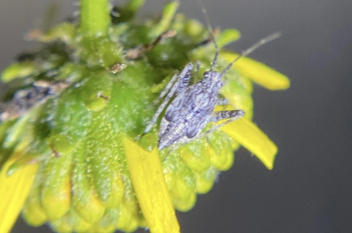 iNaturalist observation photo of Phytocoris