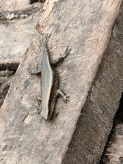 Eutropis multifasciata