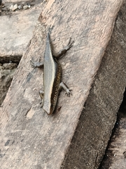 Eutropis multifasciata