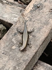 Eutropis multifasciata