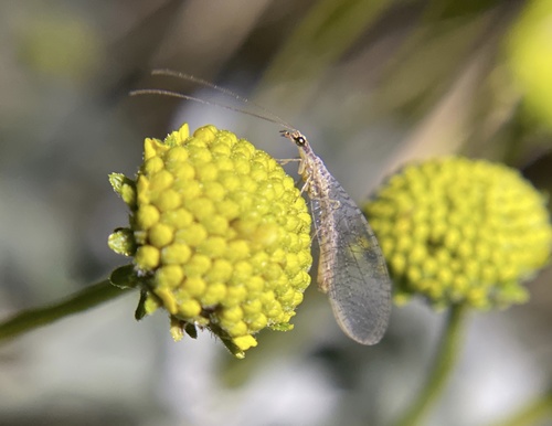iNaturalist observation photo of Shadow Lacewings