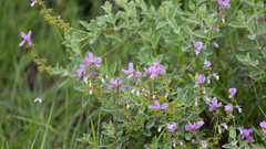 Syncolostemon elliottii