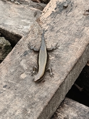 Eutropis multifasciata