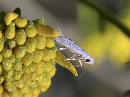 iNaturalist observation photo of Butterflies and Moths