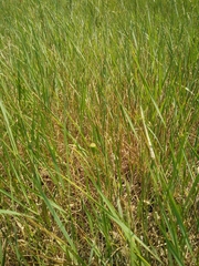 Thinopyrum intermedium intermedium