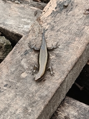 Eutropis multifasciata