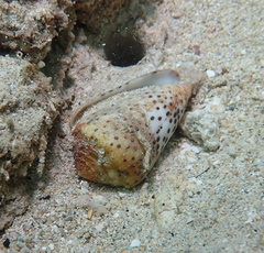 Conus pulicarius