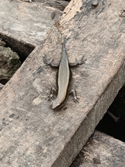 Eutropis multifasciata