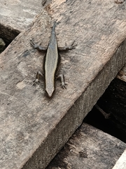 Eutropis multifasciata