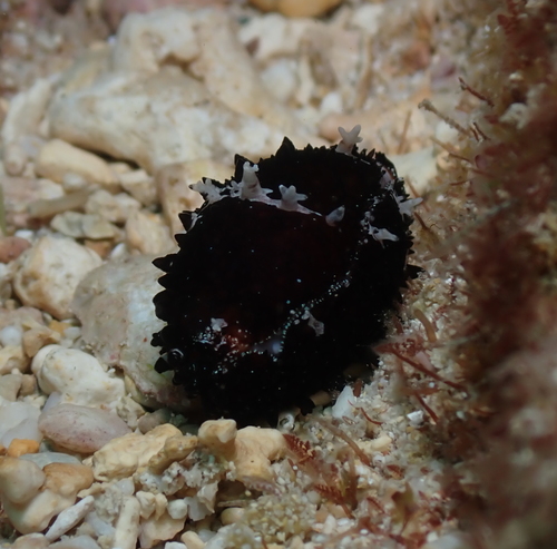 Cypraea semiplota observed 2022-02-19