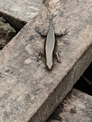 Eutropis multifasciata