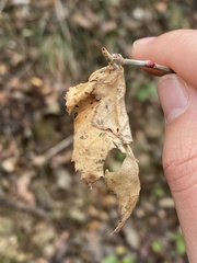 Abraximorpha davidii