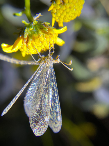 iNaturalist observation photo of Sacken's Antlion