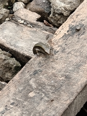 Eutropis multifasciata