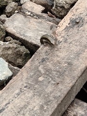 Eutropis multifasciata