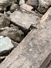 Eutropis multifasciata