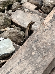 Eutropis multifasciata