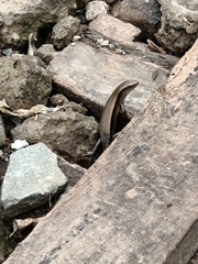 Eutropis multifasciata