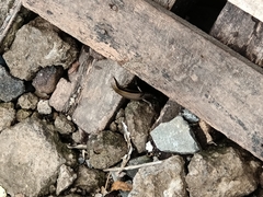 Eutropis multifasciata