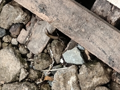 Eutropis multifasciata