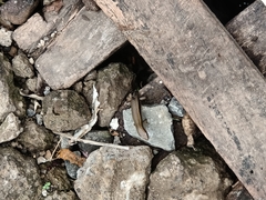 Eutropis multifasciata