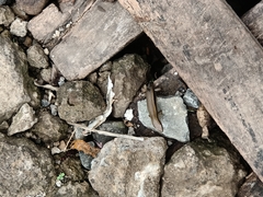 Eutropis multifasciata