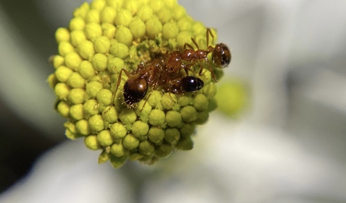 iNaturalist observation photo of Southern Fire Ant