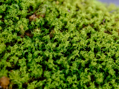 Amphidium californicum