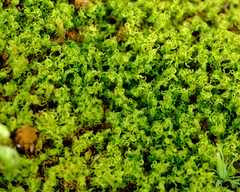 Amphidium californicum