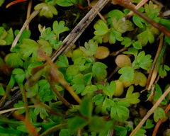 Alchemilla australis
