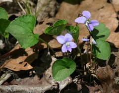 Viola labradorica