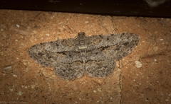 Psilalcis isombra