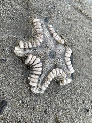 Astropecten verrilli