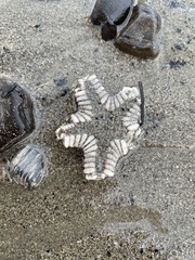 Astropecten verrilli