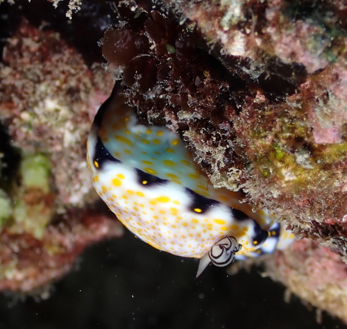 Imperial Nudibranch