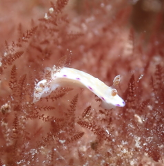 Goniobranchus albopustulosus