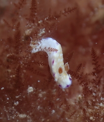 Goniobranchus albopustulosus